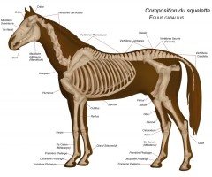 squelette-du-cheval,566,image1,fr1327598928,L800